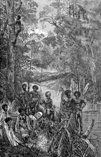 Australian natives climbing a eucalyptus tree
