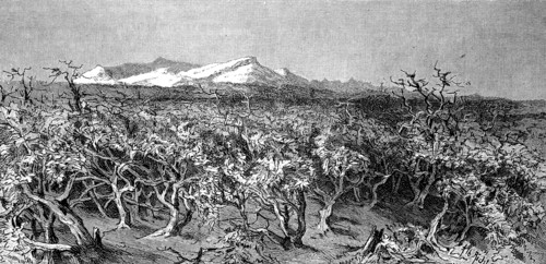 Landscape in Strub area in Australia around 1875  /  Landschaft im Strubgebiet in Australien um 1875