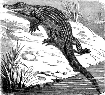 Alligator