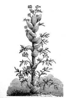 Asafoetida