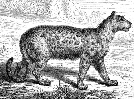 snow leopard