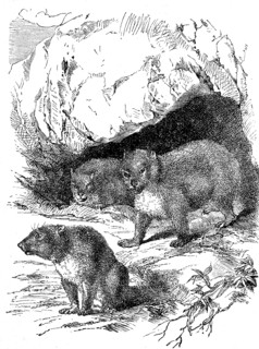 rock hyrax