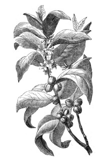 Branch of coffee bush