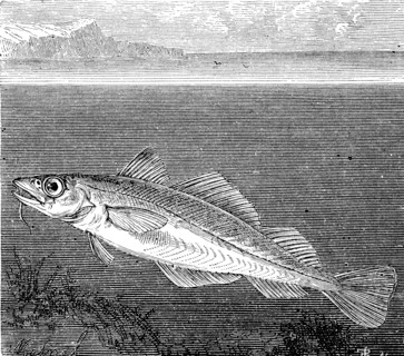 Atlantic cod  /  Atlantischer Kabeljau oder Dorsch
