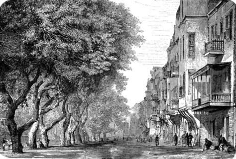 Esbekieh square with acacias in Cairo