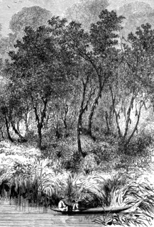 Cacao bushes