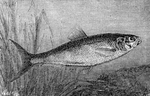 Allis shad fish