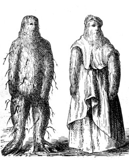 Mandrake male