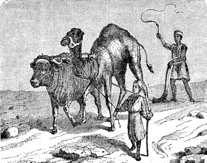 Agriculture