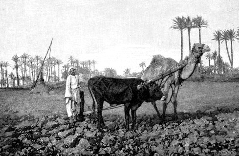 Arab ploughing with a mixed team of cattle and camel