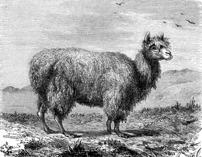 Alpaca