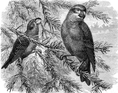parrot crossbill