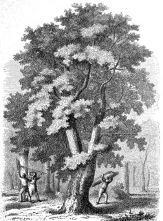 large cork oak