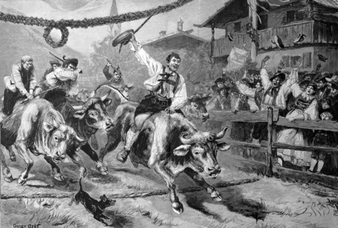 Ox race in Tyrol