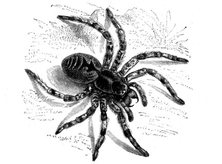 Lycosa tarantula