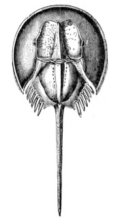 Horseshoe crab