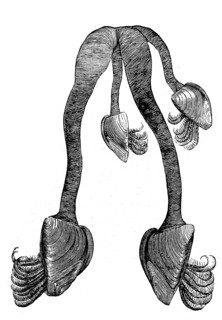 Goose barnacles