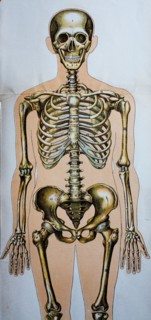 Historic representation of the human body