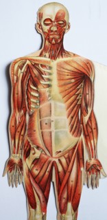 Historic representation of the human body