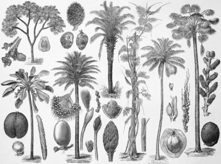 Palm trees