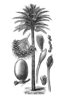 Palm