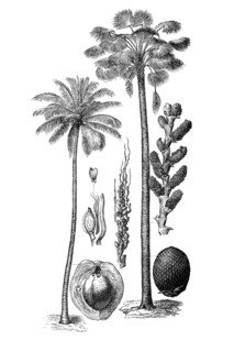Palm