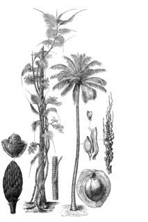 Palm