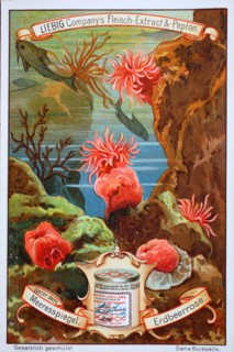 Picture series Under the sea