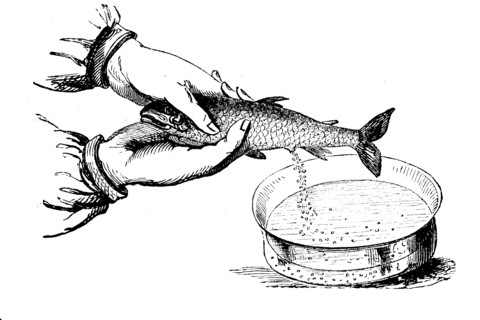 Artificial insemination in fish  /  Künstliche Befruchtung bei Fischen
