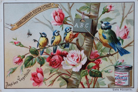 Picture series From the world of birds