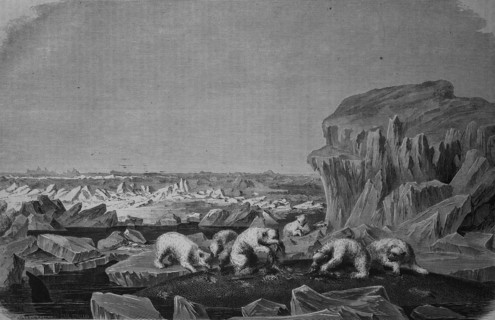 Polar bears feeding on a dead whale in the North Sea
