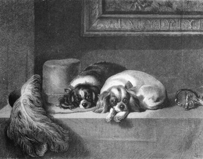 Dog puppies lie on a table and wait  /  Hundewelpen liegen auf einem Tisch und warten
