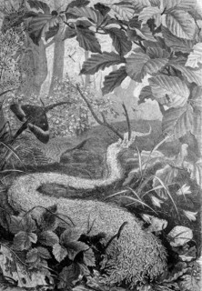 plague by the worm
