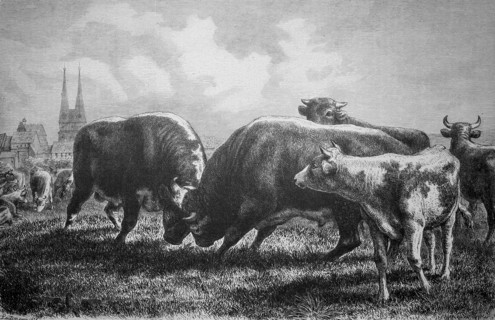 Bullfight on the pasture