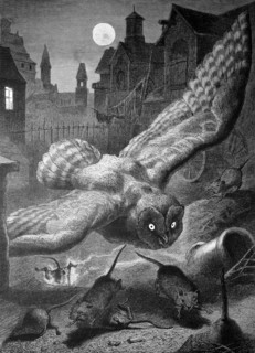 Owl on the nocturnal hunt for mice