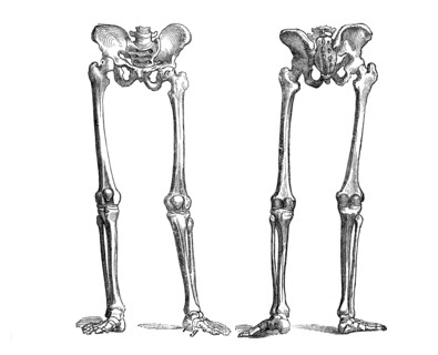 The bone structure of the human leg from front and back
