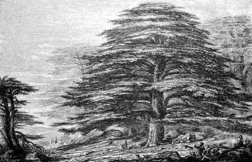 Giant cedar