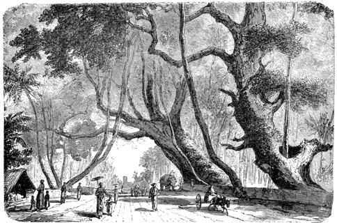holy fig tree belonging to the fig genus