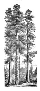 The mammoth spruce Sequia gigantea in California