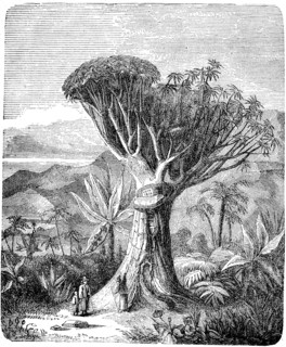 Old dragon tree