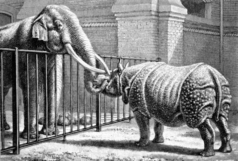 Friendly encounter of rhino and elephant at Berlin Zoo