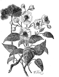 Bixa orellana