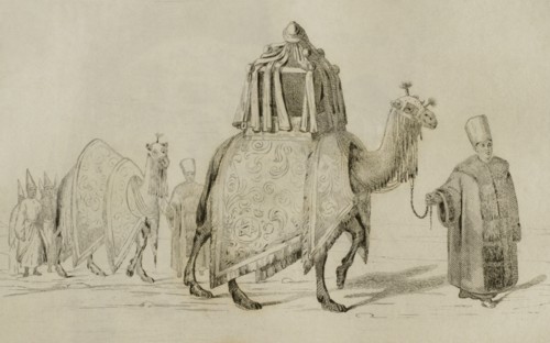 Sacred camel and camel of respect.