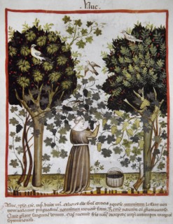 Grape harvest.