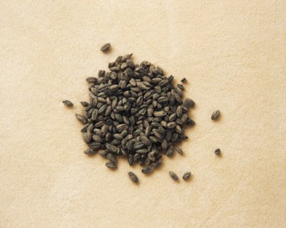 Charred wheat.