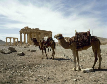 Dromedary.