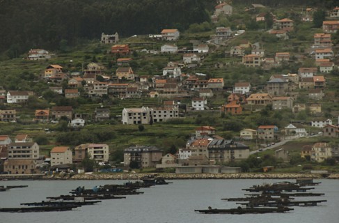 Aquaculture shellfish: Cultivation of mussels.