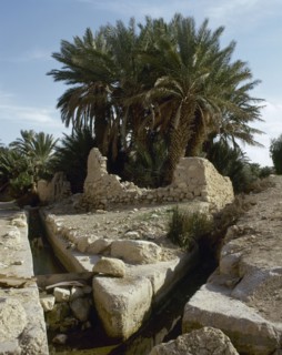 The Oasis of Palmyra.