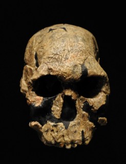 Homo rudolfensis