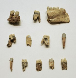 Homo antecessor